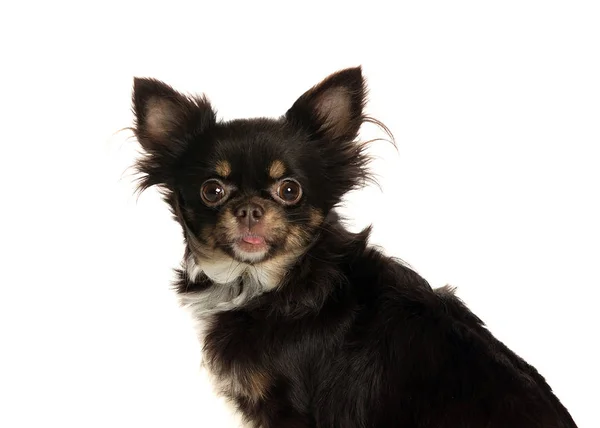 bir köpek için reklam fotoğraf