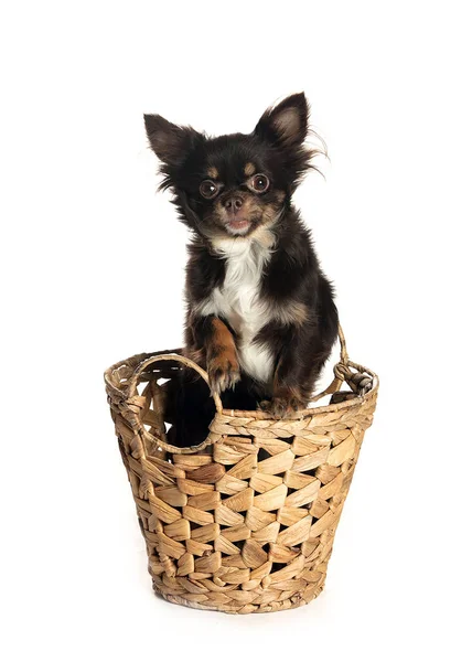 bir köpek için reklam fotoğraf