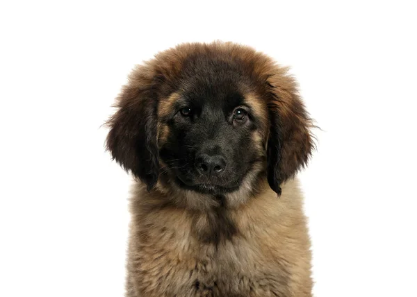 bir köpek için reklam fotoğraf