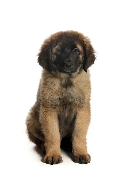 bir köpek için reklam fotoğraf