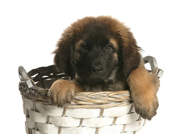bir köpek için reklam fotoğraf