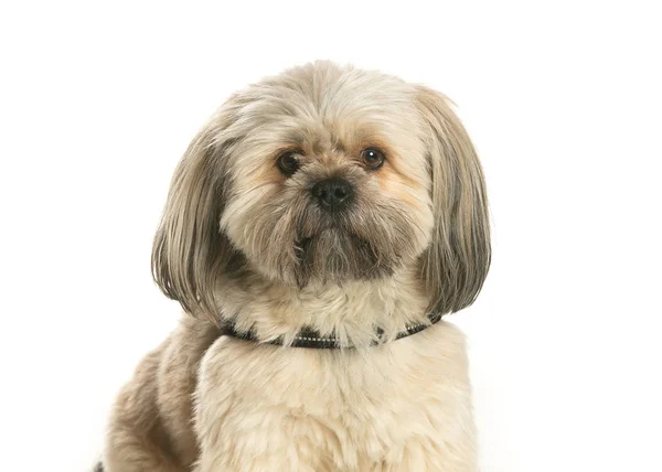 bir köpek için reklam fotoğraf