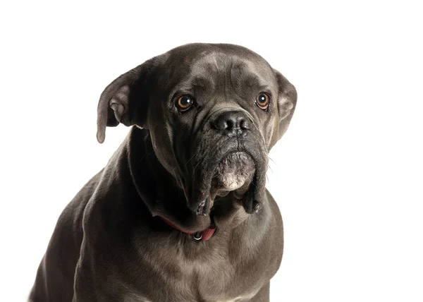 bir köpek için reklam fotoğraf