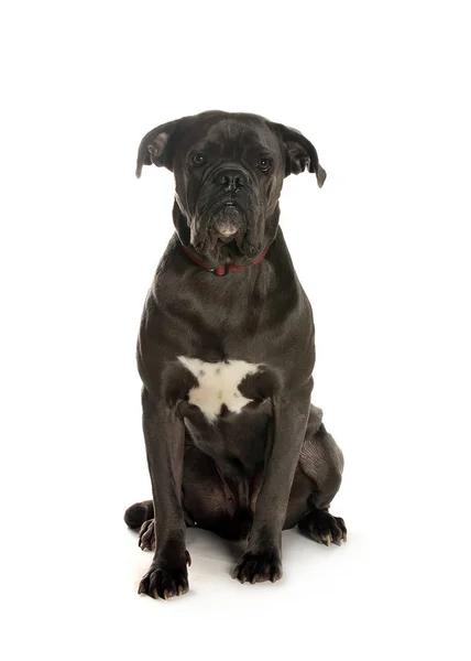 bir köpek için reklam fotoğraf