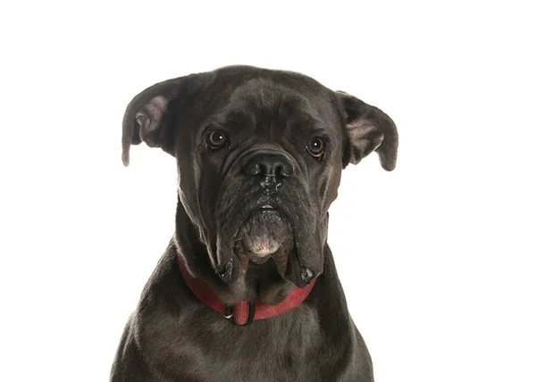 bir köpek için reklam fotoğraf