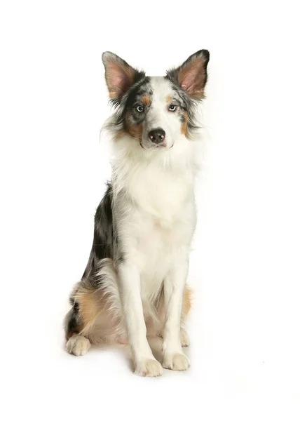 bir köpek için reklam fotoğraf