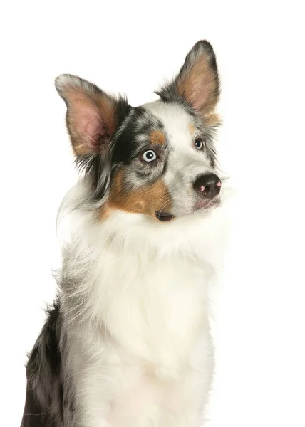 bir köpek için reklam fotoğraf