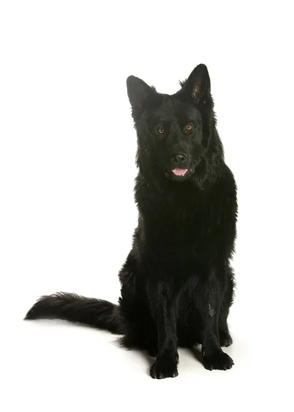 bir köpek için reklam fotoğraf