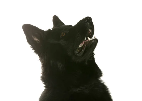 bir köpek için reklam fotoğraf