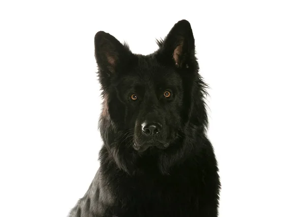 bir köpek için reklam fotoğraf