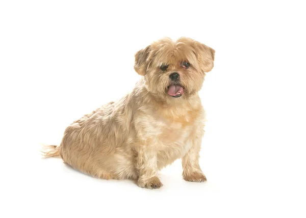 bir köpek için reklam fotoğraf