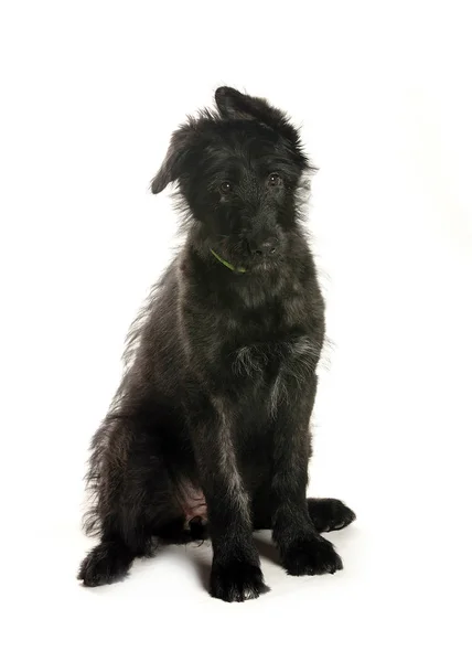 bir köpek için reklam fotoğraf