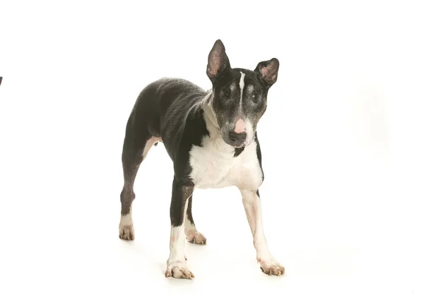 bir köpek için reklam fotoğraf