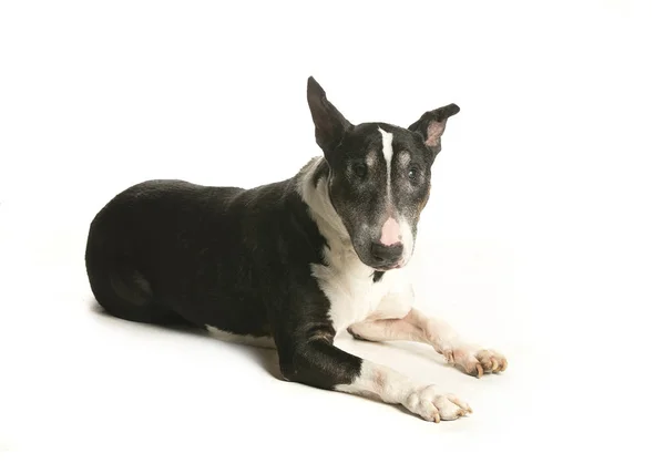 bir köpek için reklam fotoğraf