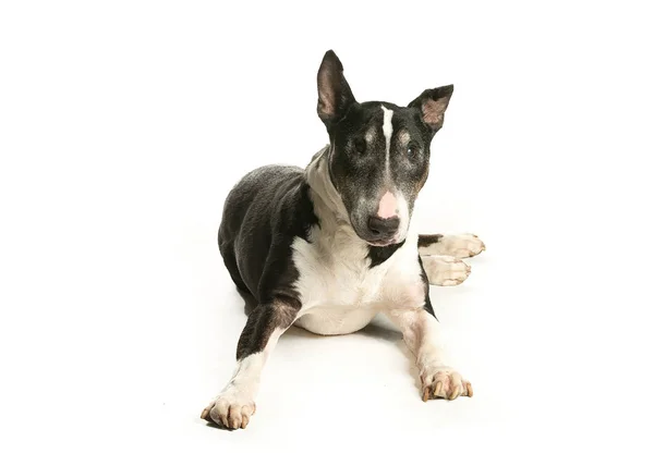 bir köpek için reklam fotoğraf