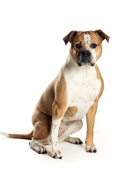 bir köpek için reklam fotoğraf