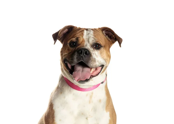 bir köpek için reklam fotoğraf