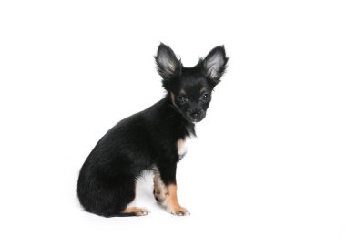 bir kedi ya da reklam fotoğraf