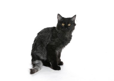 bir köpek için reklam fotoğraf