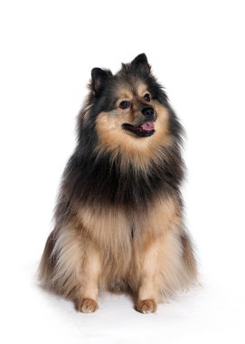 bir köpek için reklam fotoğraf