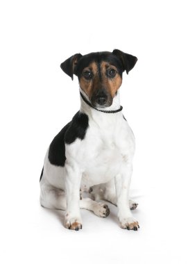 bir köpek için reklam fotoğraf