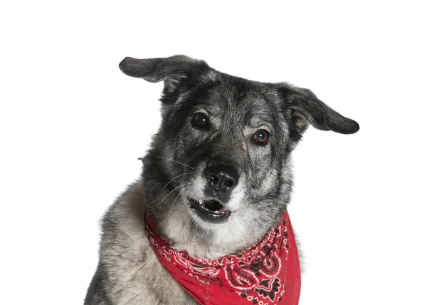 bir kedi ya da reklam fotoğraf