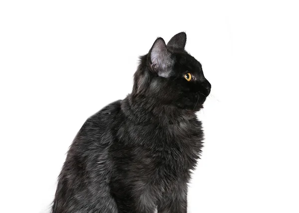 bir kedi ya da reklam fotoğraf