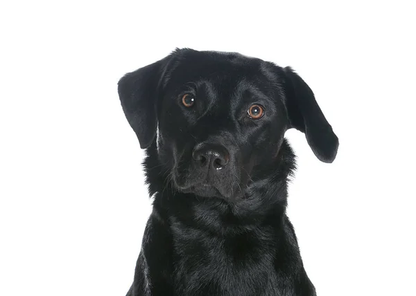 bir köpek için reklam fotoğraf