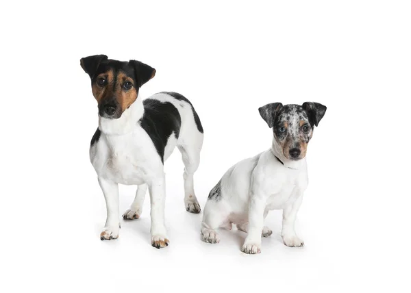 bir köpek için reklam fotoğraf