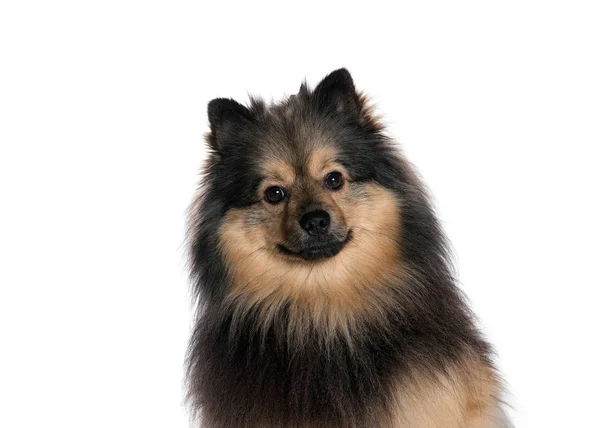 bir köpek için reklam fotoğraf