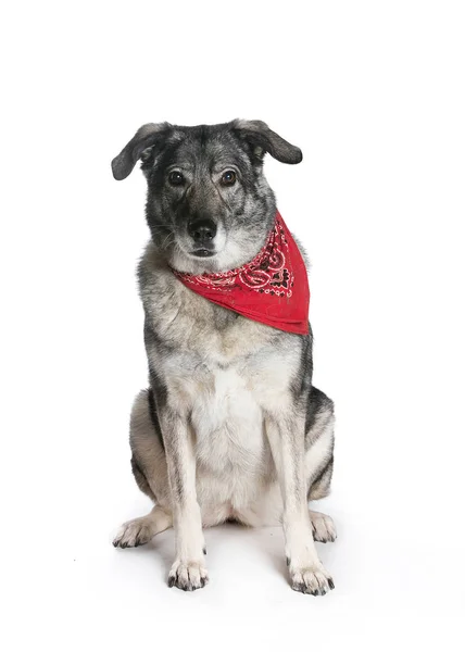 bir köpek için reklam fotoğraf