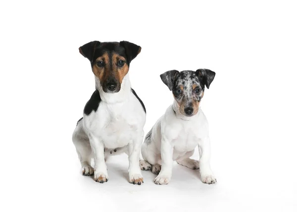 bir köpek için reklam fotoğraf