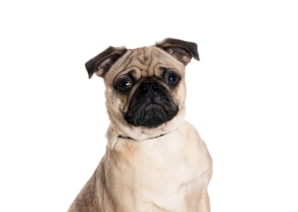 bir köpek için reklam fotoğraf