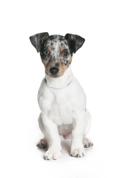 bir köpek için reklam fotoğraf