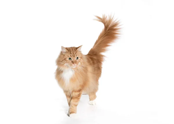 resim reklam için bir kedi kapalı