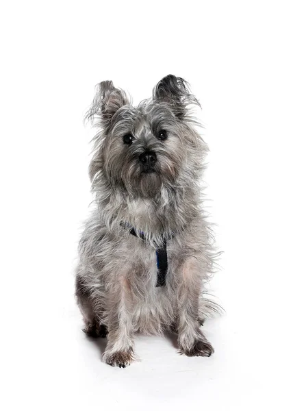 bir köpek için reklam fotoğraf