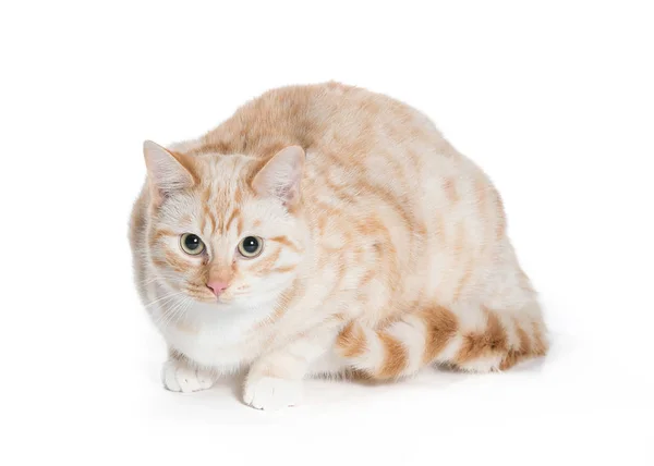 resim reklam için bir kedi kapalı