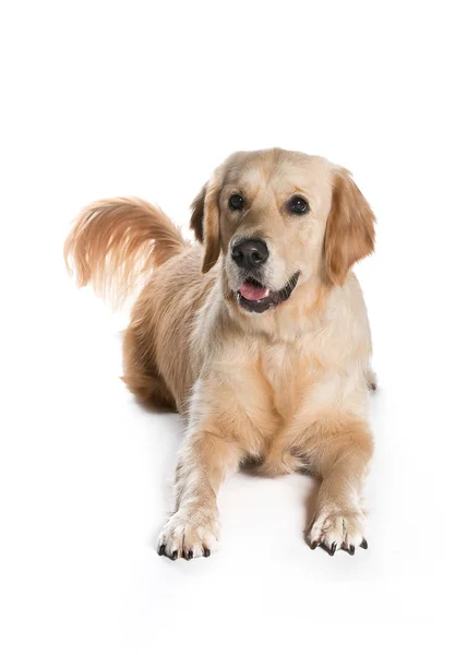 Imagem Fora Cão Propaganda — Fotografia de Stock