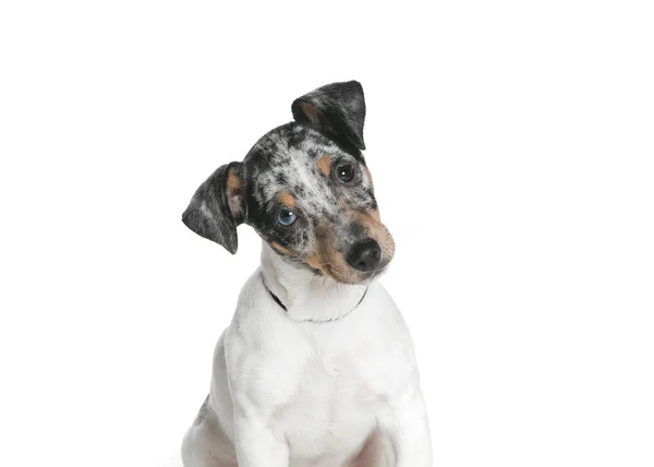 bir köpek için reklam fotoğraf
