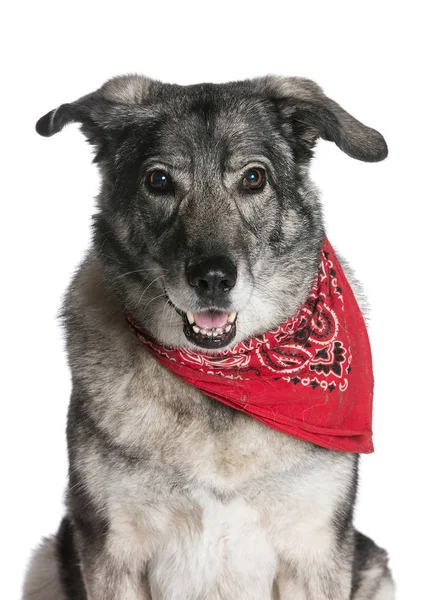 bir köpek için reklam fotoğraf
