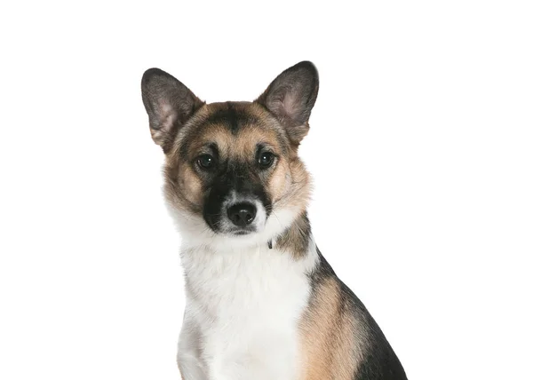bir köpek için reklam fotoğraf