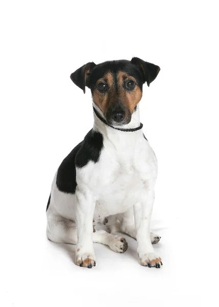 bir köpek için reklam fotoğraf