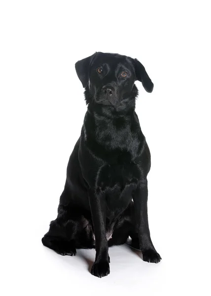 bir köpek için reklam fotoğraf