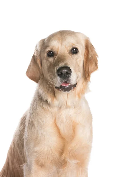 bir köpek için reklam fotoğraf