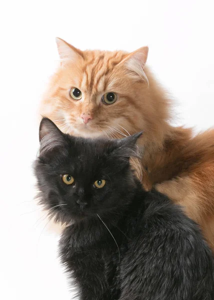 resim reklam için bir kedi kapalı