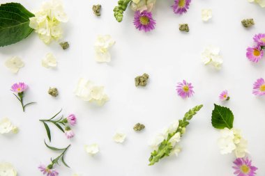 Güzel mor papatya bahar kadar esrar malı veya tomurcukları - yukarıdan aşağıya yakın ile çiçek Esrar arka plan duvar kağıdı çiçekler