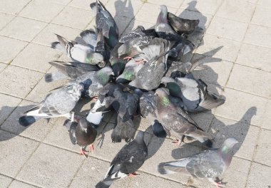Yürüyen caddede güvercin kalabalığı.