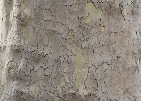 Écorce d'arbre texture papier peint — Photo