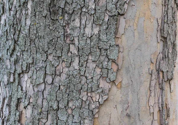 Tree bark texture wallpaper — Stock Photo, Image