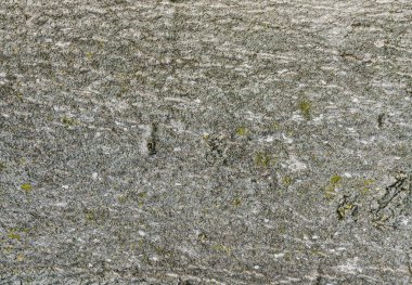 Ağaç kabuğu doku duvar kağıdı